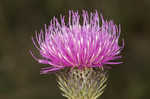 Spiny plumeless thistle